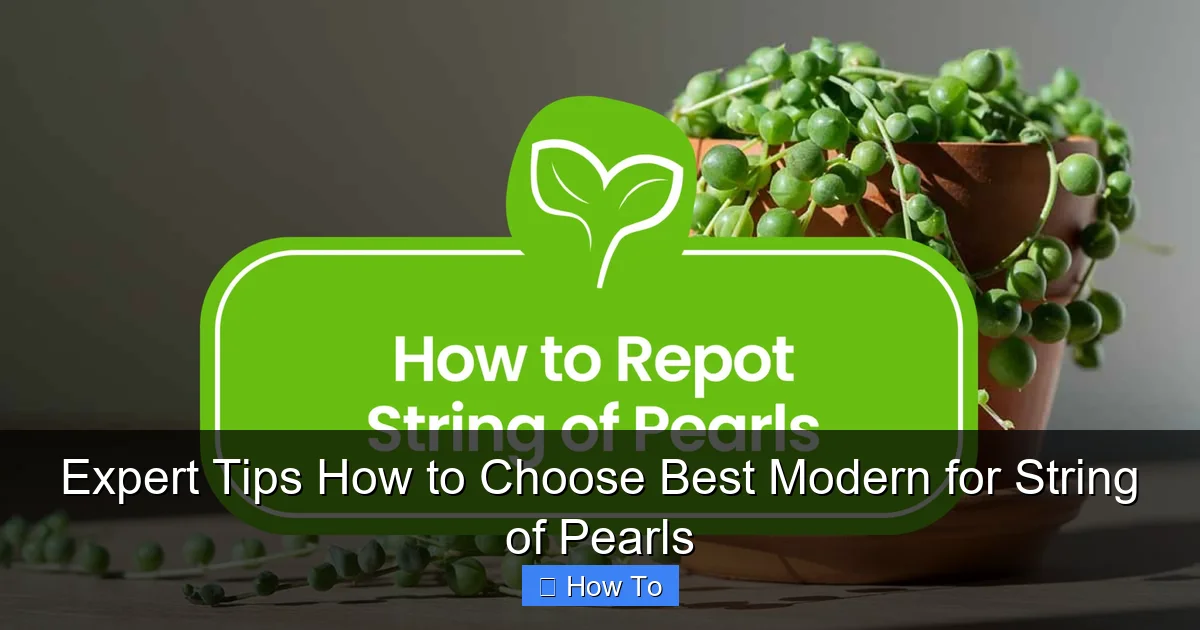 Expert Tips How to Choose Best Modern for String of Pearls