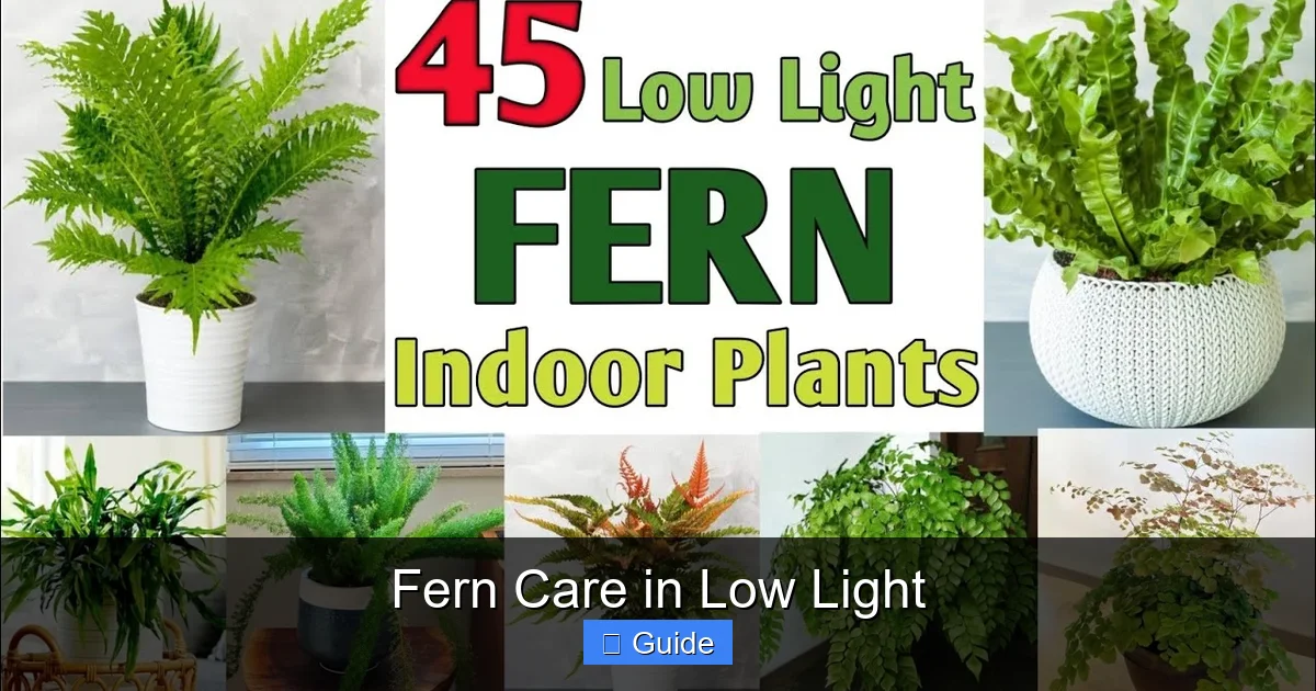 Fern Care in Low Light