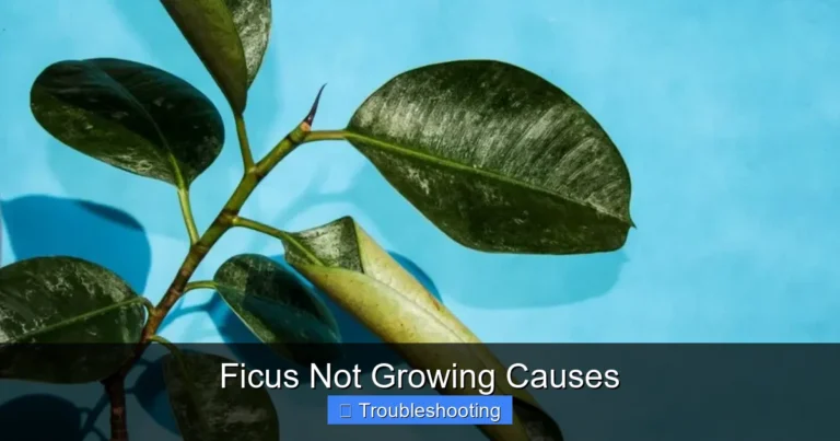 Ficus Not Growing Causes