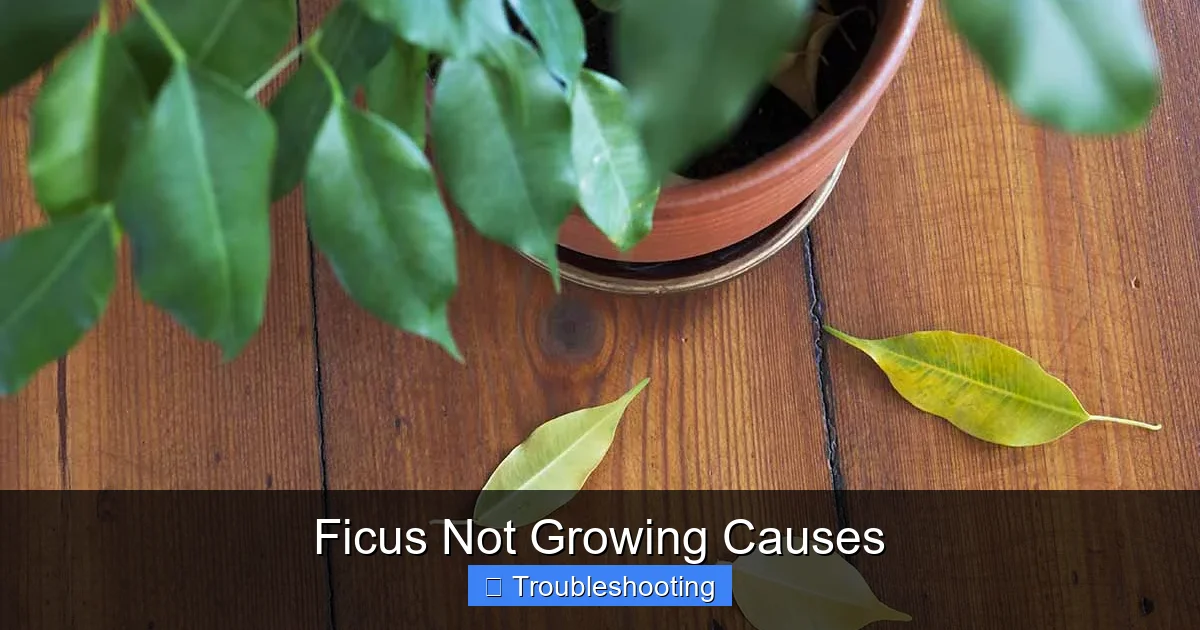 Ficus Not Growing Causes