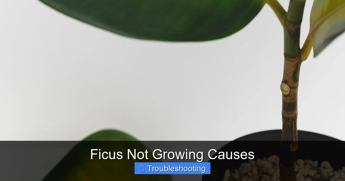 Ficus Not Growing Causes