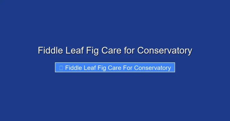 Fiddle Leaf Fig Care for Conservatory