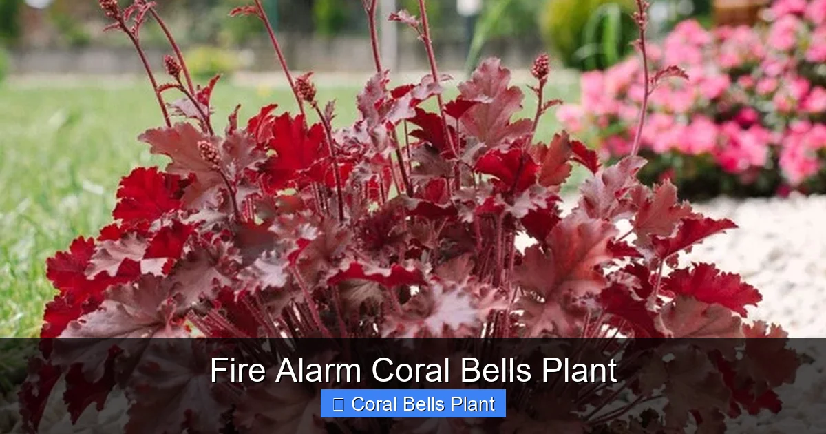 Fire Alarm Coral Bells Plant