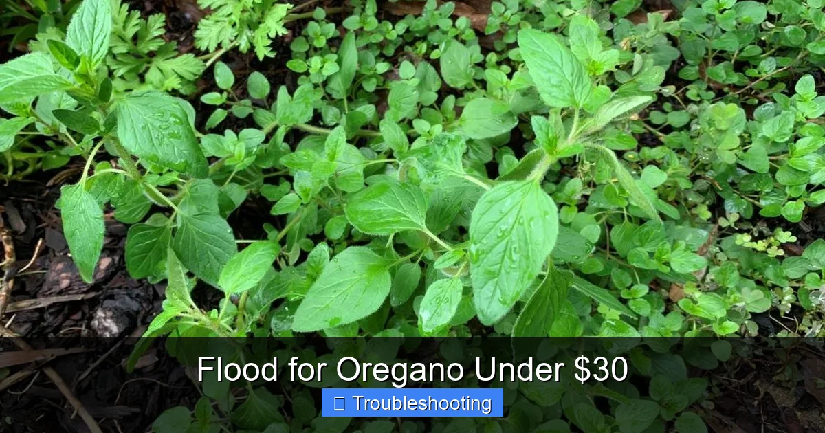 Flood for Oregano Under $30