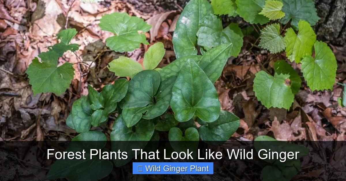 Forest Plants That Look Like Wild Ginger