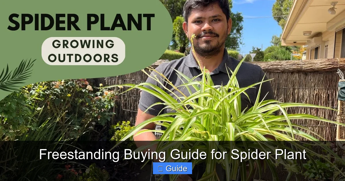 Freestanding Buying Guide for Spider Plant