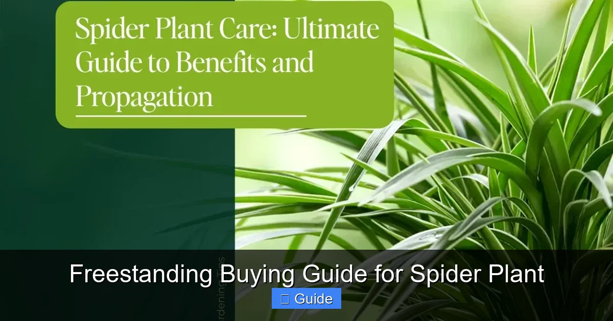 Freestanding Buying Guide for Spider Plant