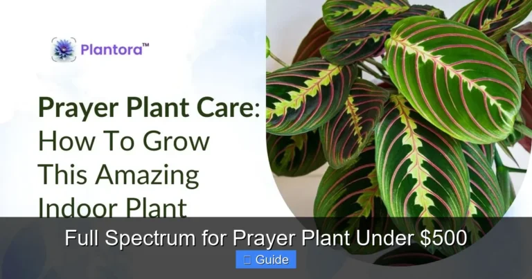 Full Spectrum for Prayer Plant Under $500