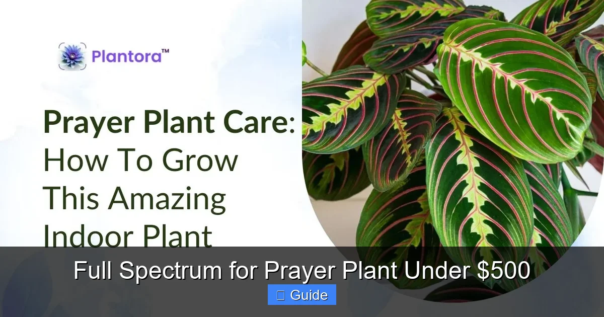 Full Spectrum for Prayer Plant Under $500
