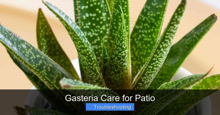 Gasteria Care for Patio