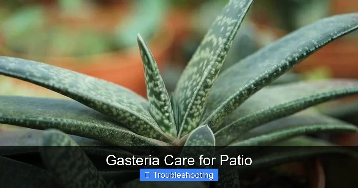 Gasteria Care for Patio