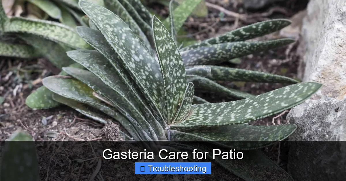 Gasteria Care for Patio