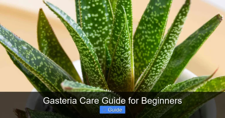Gasteria Care Guide for Beginners