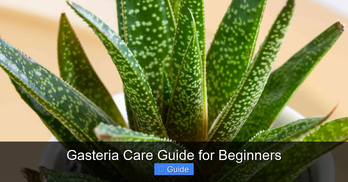 Gasteria Care Guide for Beginners