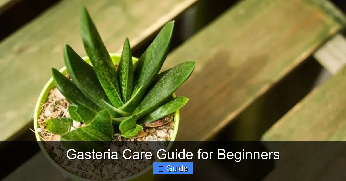 Gasteria Care Guide for Beginners