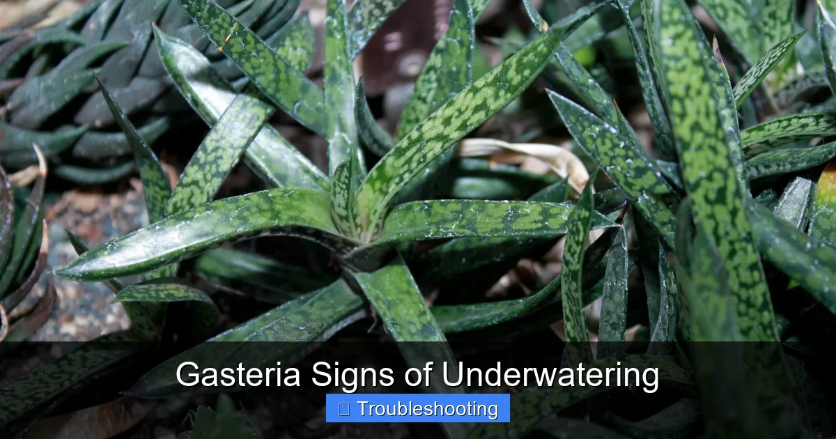 Gasteria Signs of Underwatering