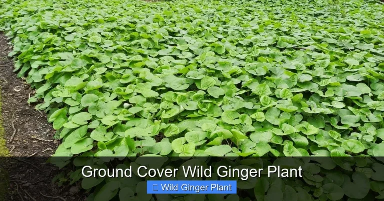 Ground Cover Wild Ginger Plant