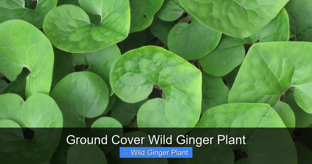Ground Cover Wild Ginger Plant
