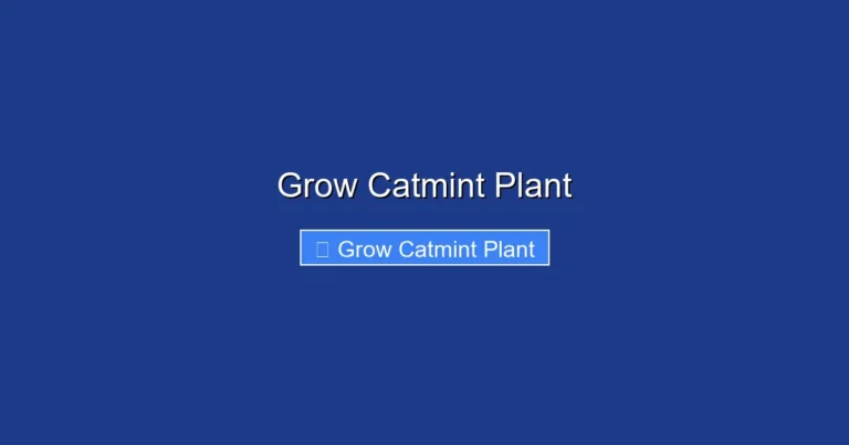 Grow Catmint Plant