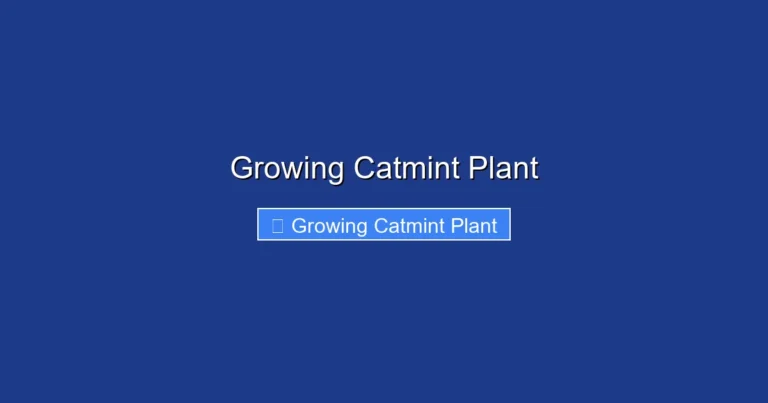 Growing Catmint Plant