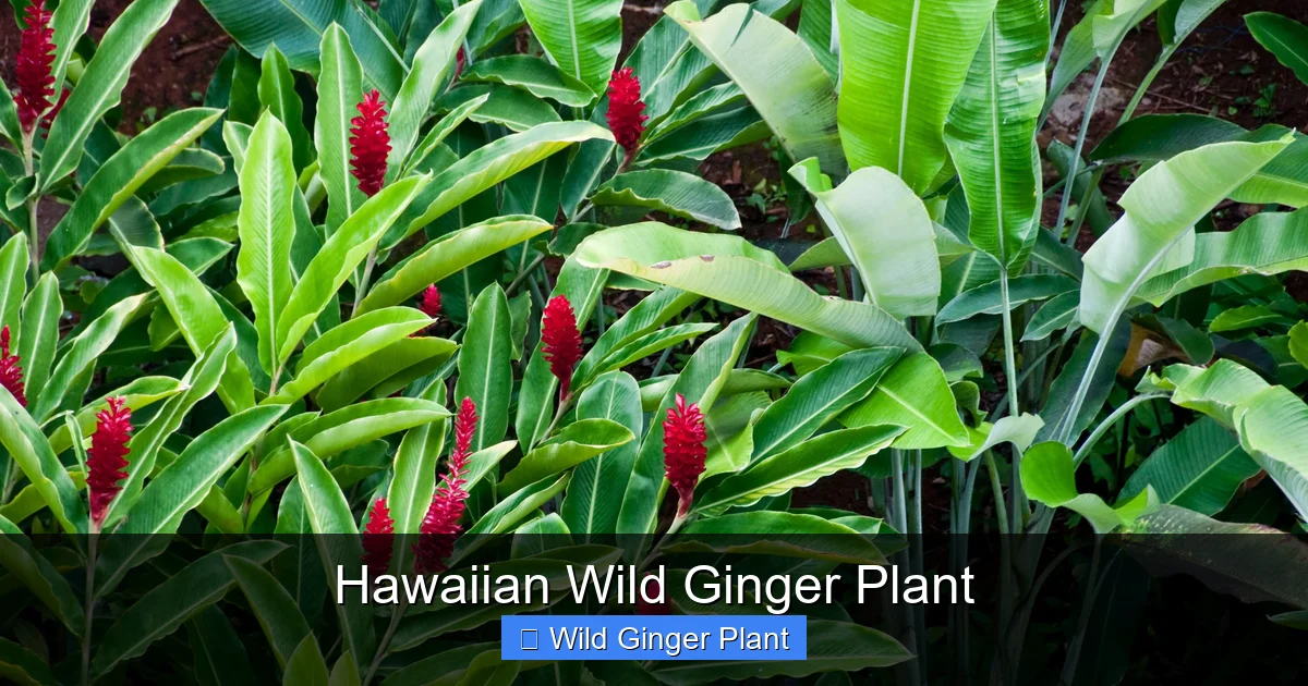Hawaiian Wild Ginger Plant