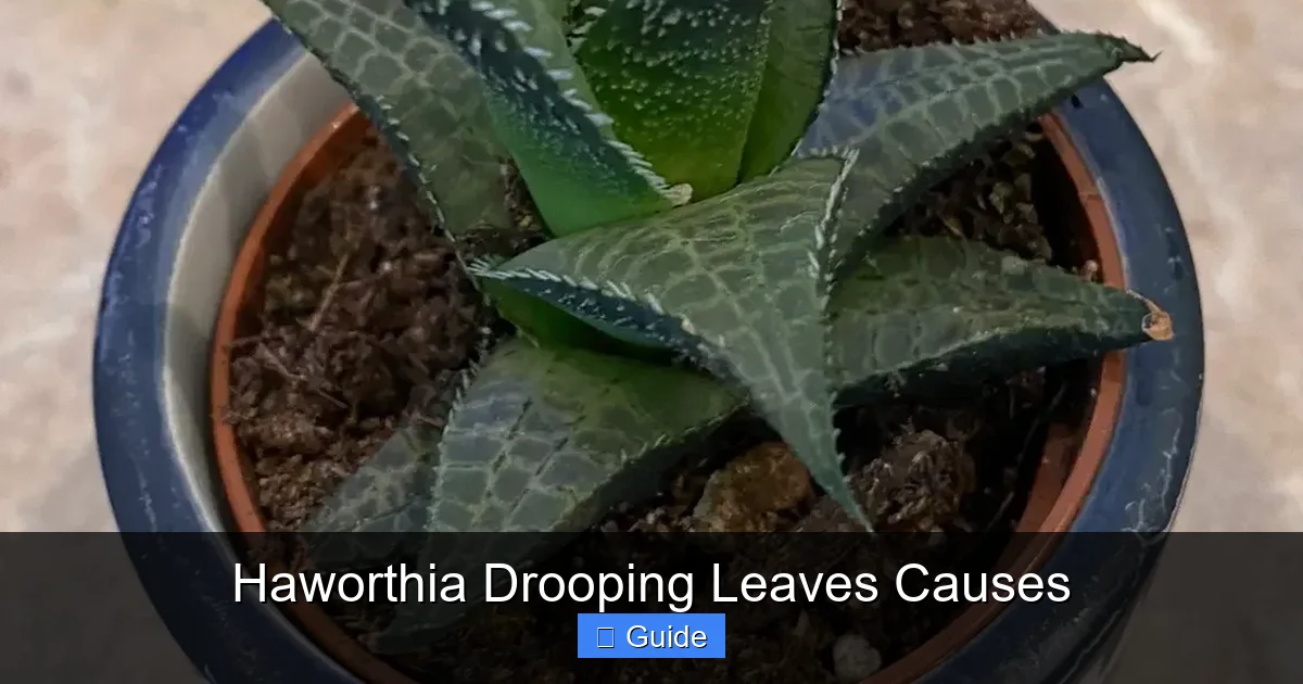 Haworthia Drooping Leaves Causes