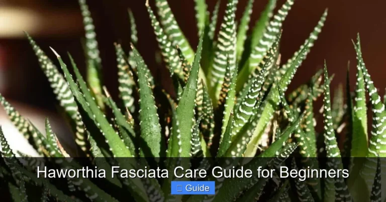 Haworthia Fasciata Care Guide for Beginners
