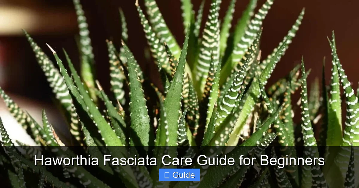 Haworthia Fasciata Care Guide for Beginners