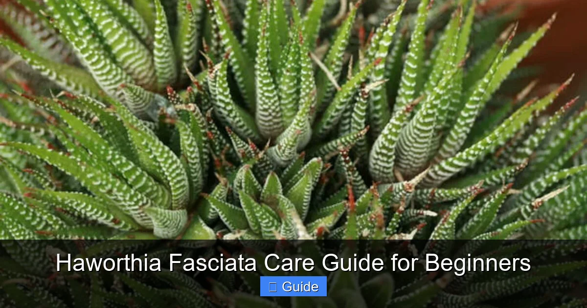 Haworthia Fasciata Care Guide for Beginners