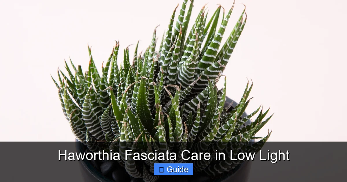 Haworthia Fasciata Care in Low Light