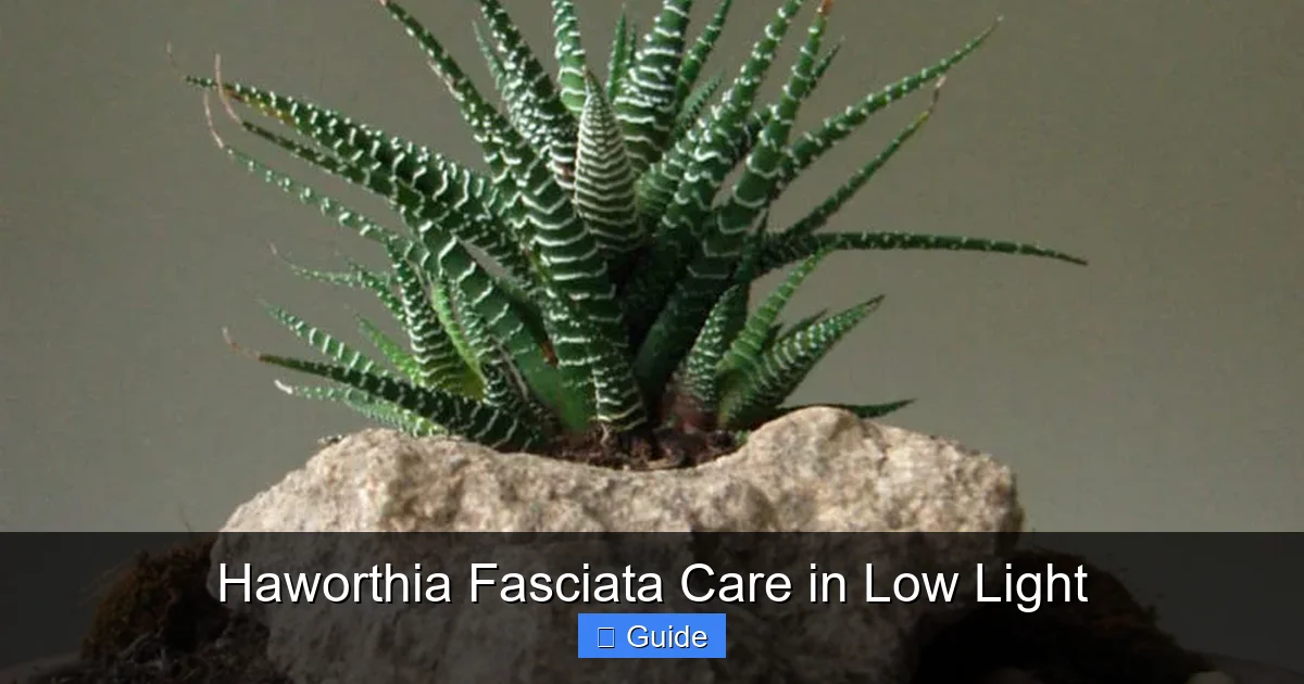 Haworthia Fasciata Care in Low Light