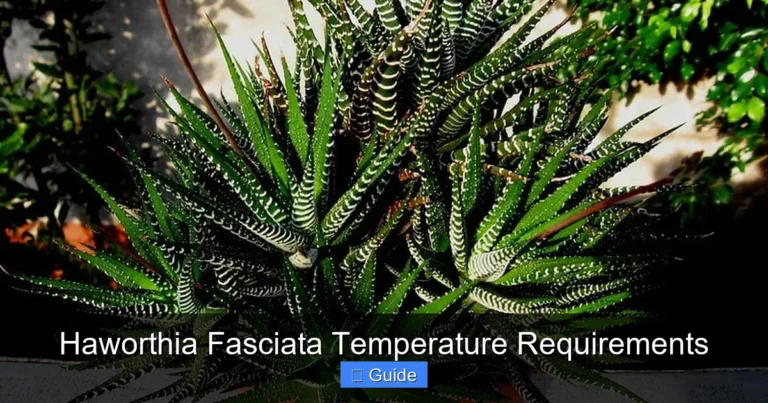 Haworthia Fasciata Temperature Requirements