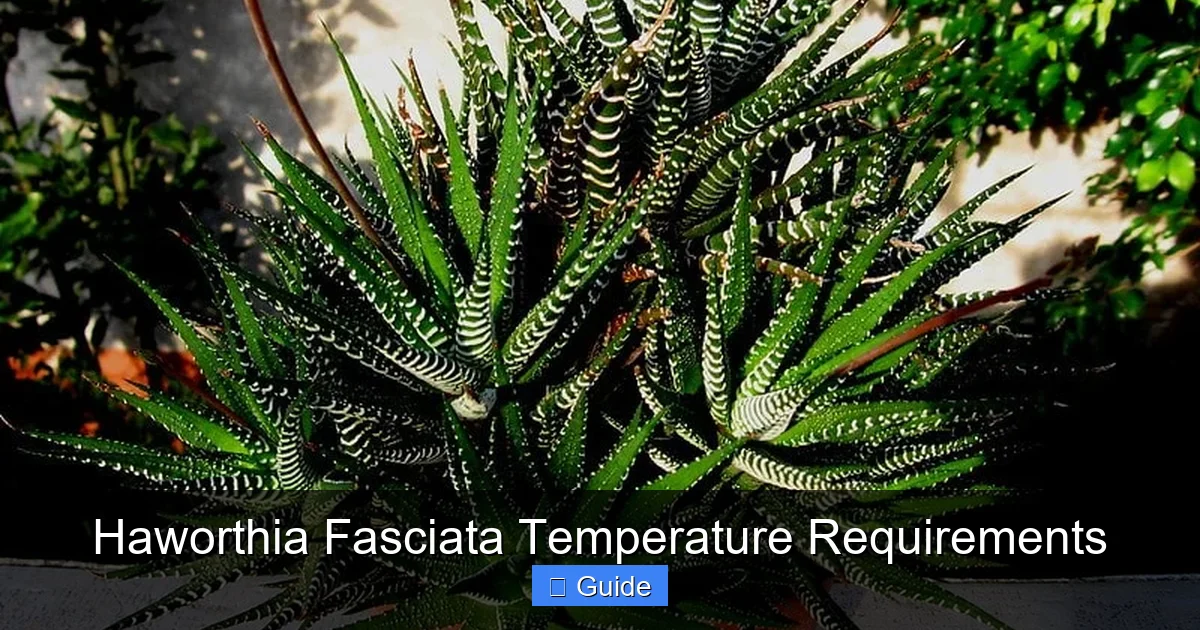 Haworthia Fasciata Temperature Requirements