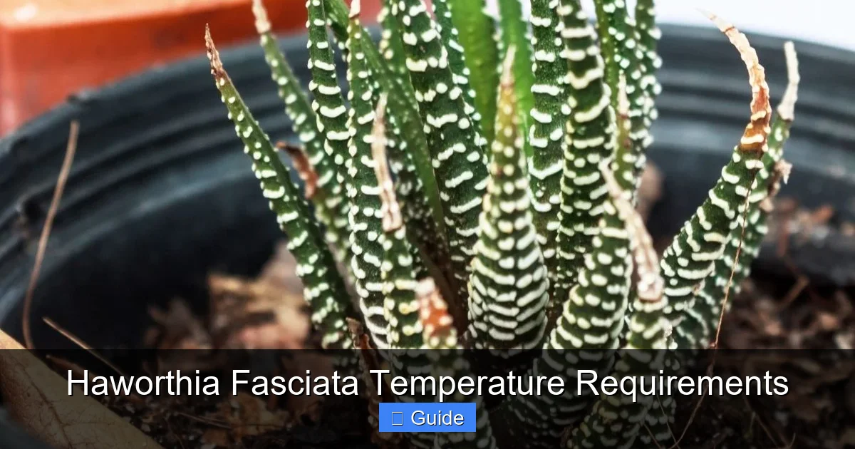 Haworthia Fasciata Temperature Requirements