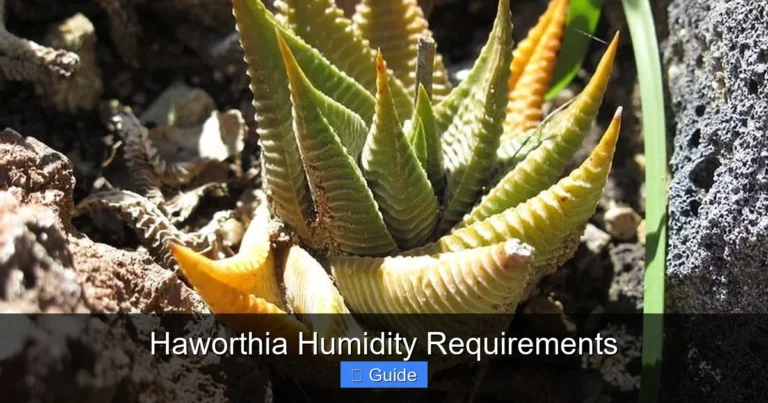 Haworthia Humidity Requirements