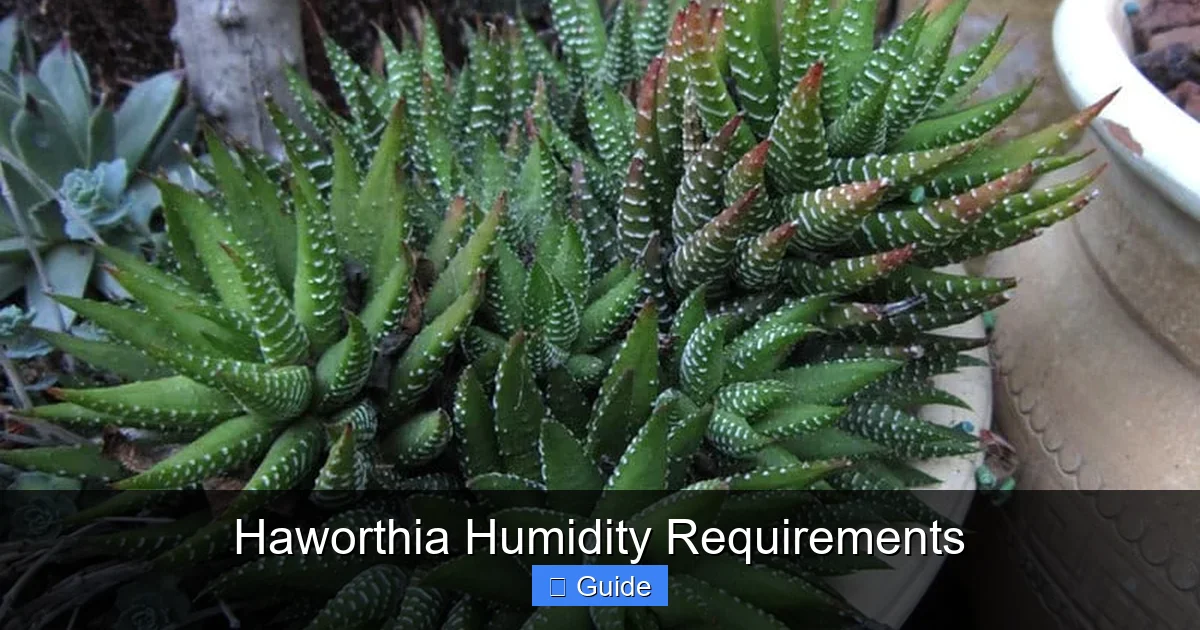 Haworthia Humidity Requirements