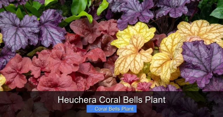 Heuchera Coral Bells Plant