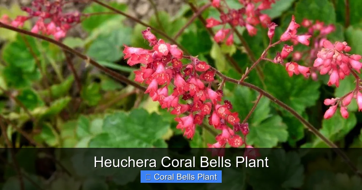 Heuchera Coral Bells Plant