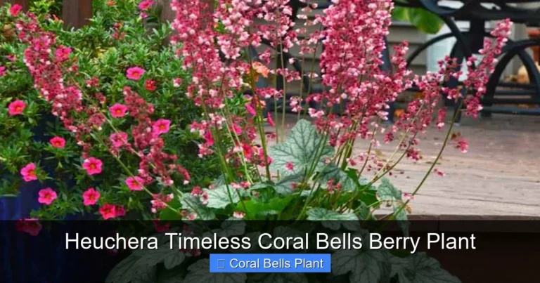 Heuchera Timeless Coral Bells Berry Plant