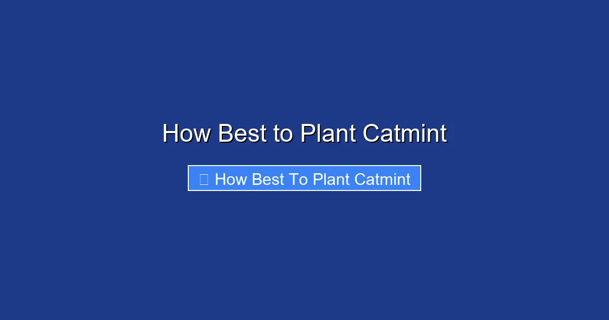 How Best to Plant Catmint