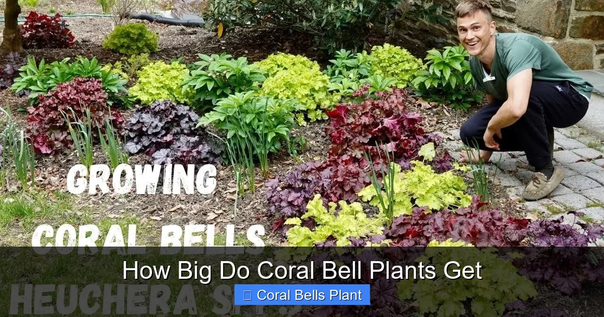 How Big Do Coral Bell Plants Get