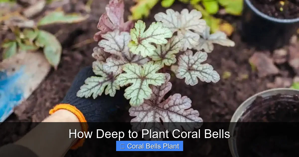 How Deep to Plant Coral Bells