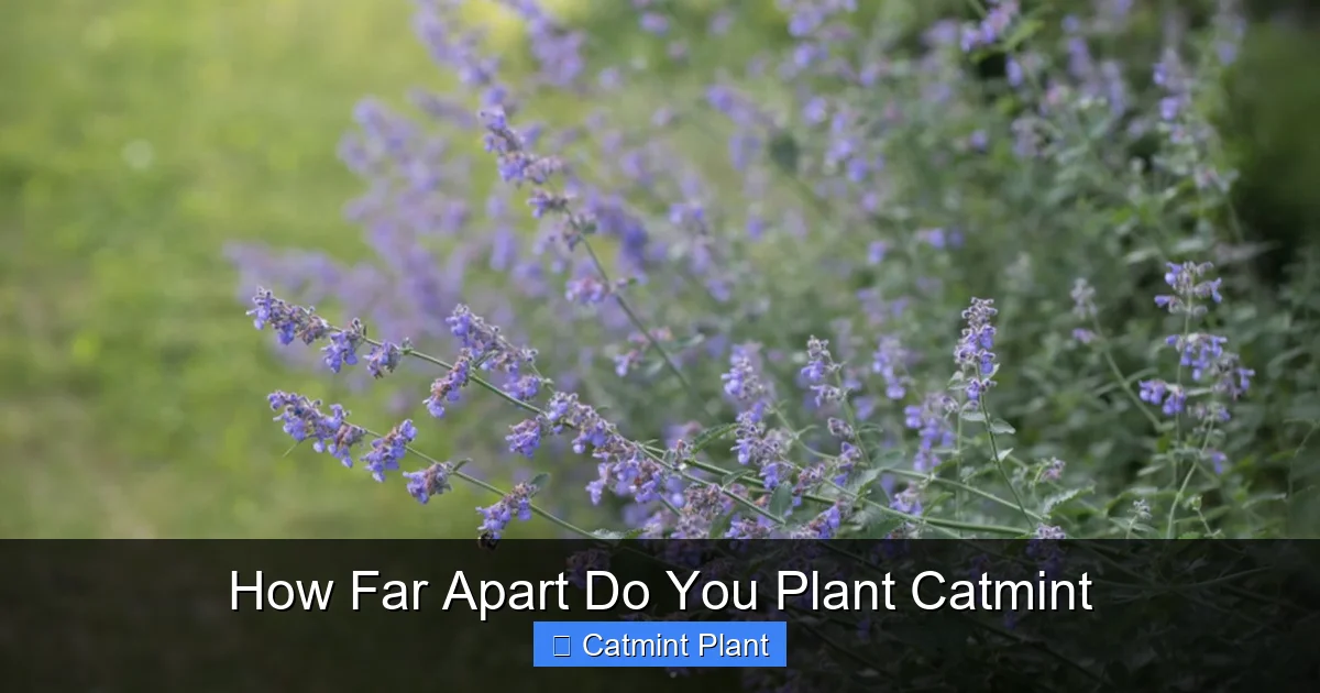 How Far Apart Do You Plant Catmint