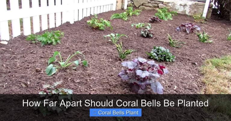How Far Apart Should Coral Bells Be Planted