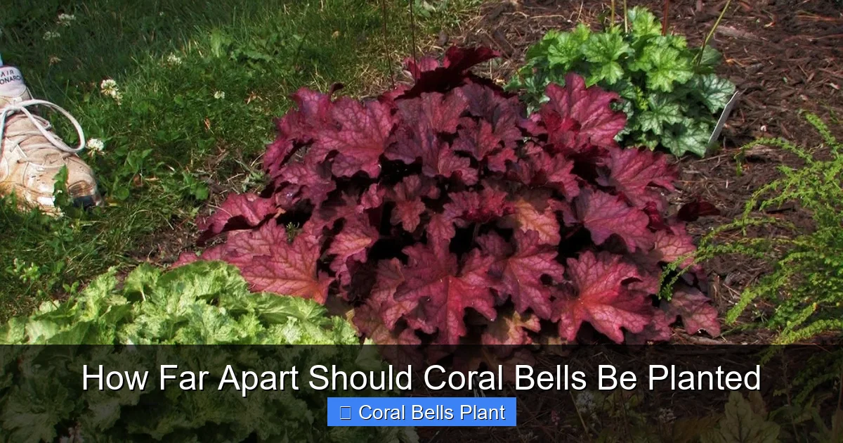 How Far Apart Should Coral Bells Be Planted