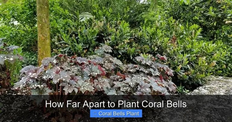 How Far Apart to Plant Coral Bells