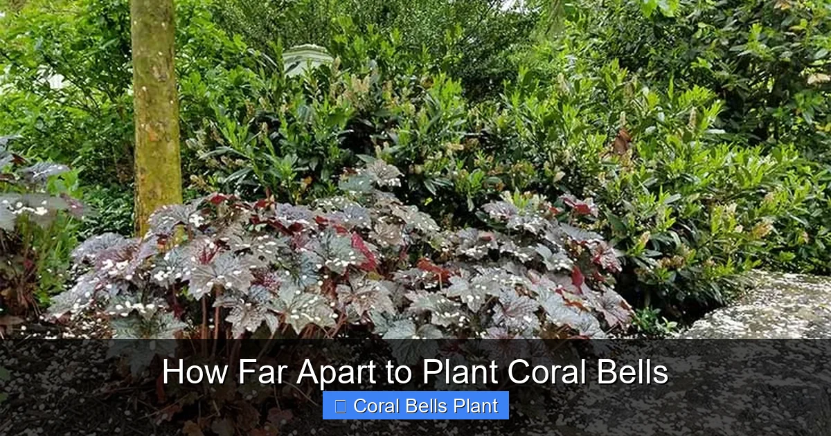 How Far Apart to Plant Coral Bells