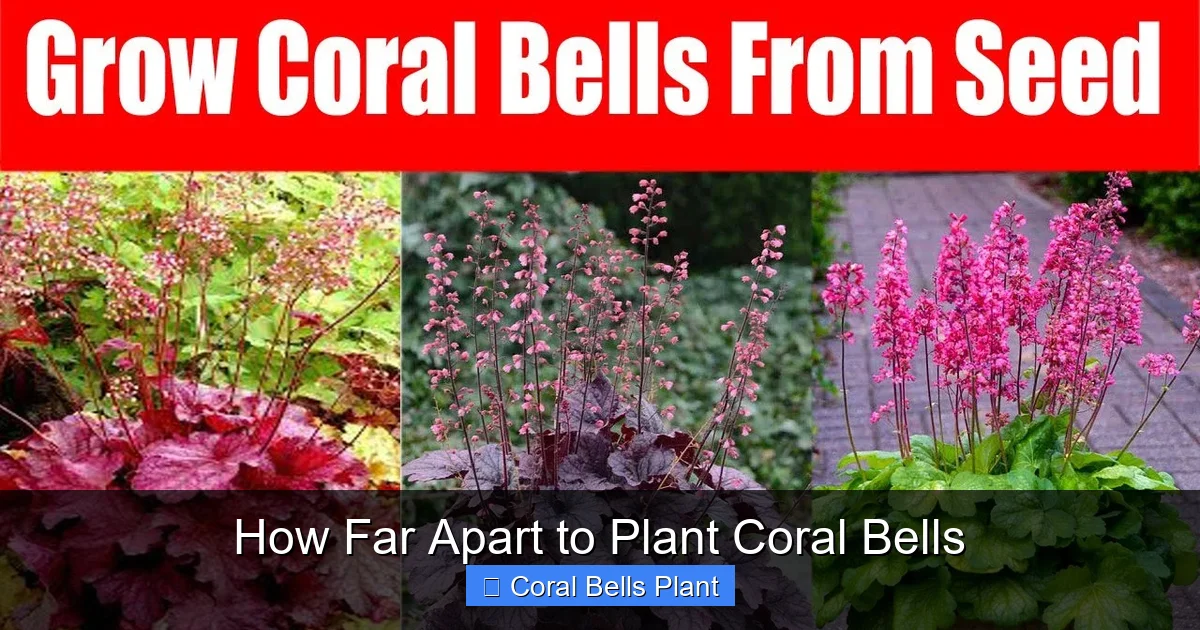 How Far Apart to Plant Coral Bells