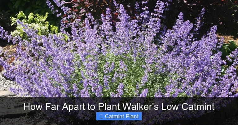 How Far Apart to Plant Walker's Low Catmint