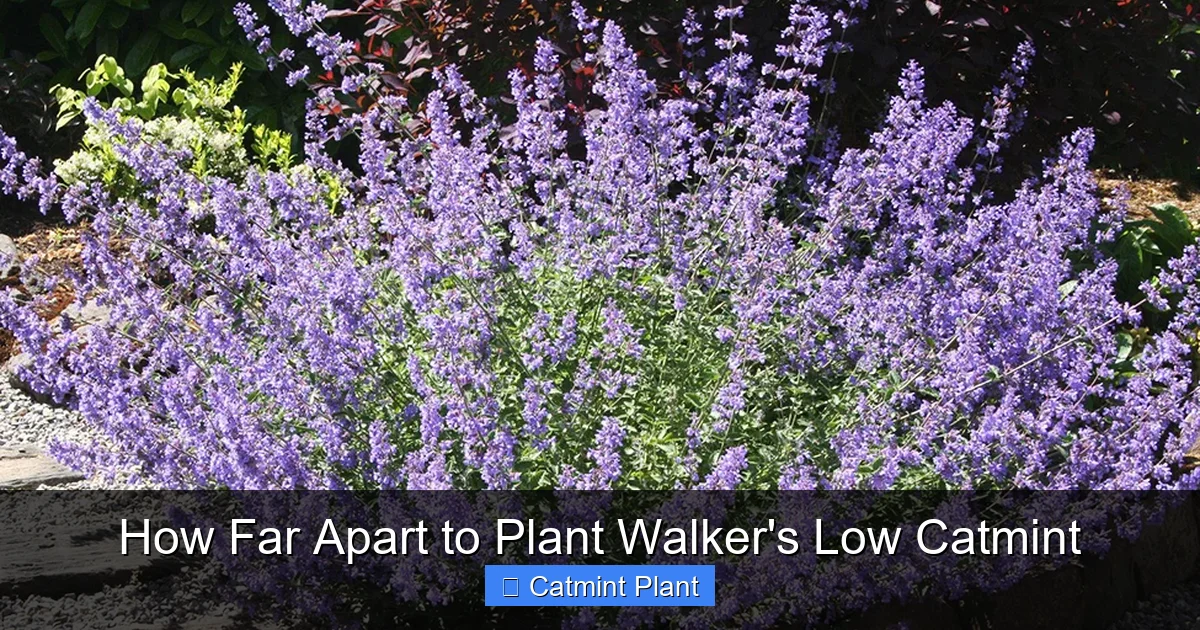 How Far Apart to Plant Walker's Low Catmint